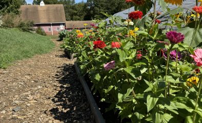 Mulch vs. Wood Chips: Which is Right for Your Landscape?