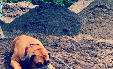 Compost vs Fertilizer: What’s Better for Your Garden?