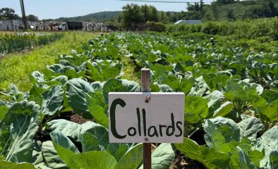 Simsbury Garden Calendar: What to Do (and Buy) Each Month