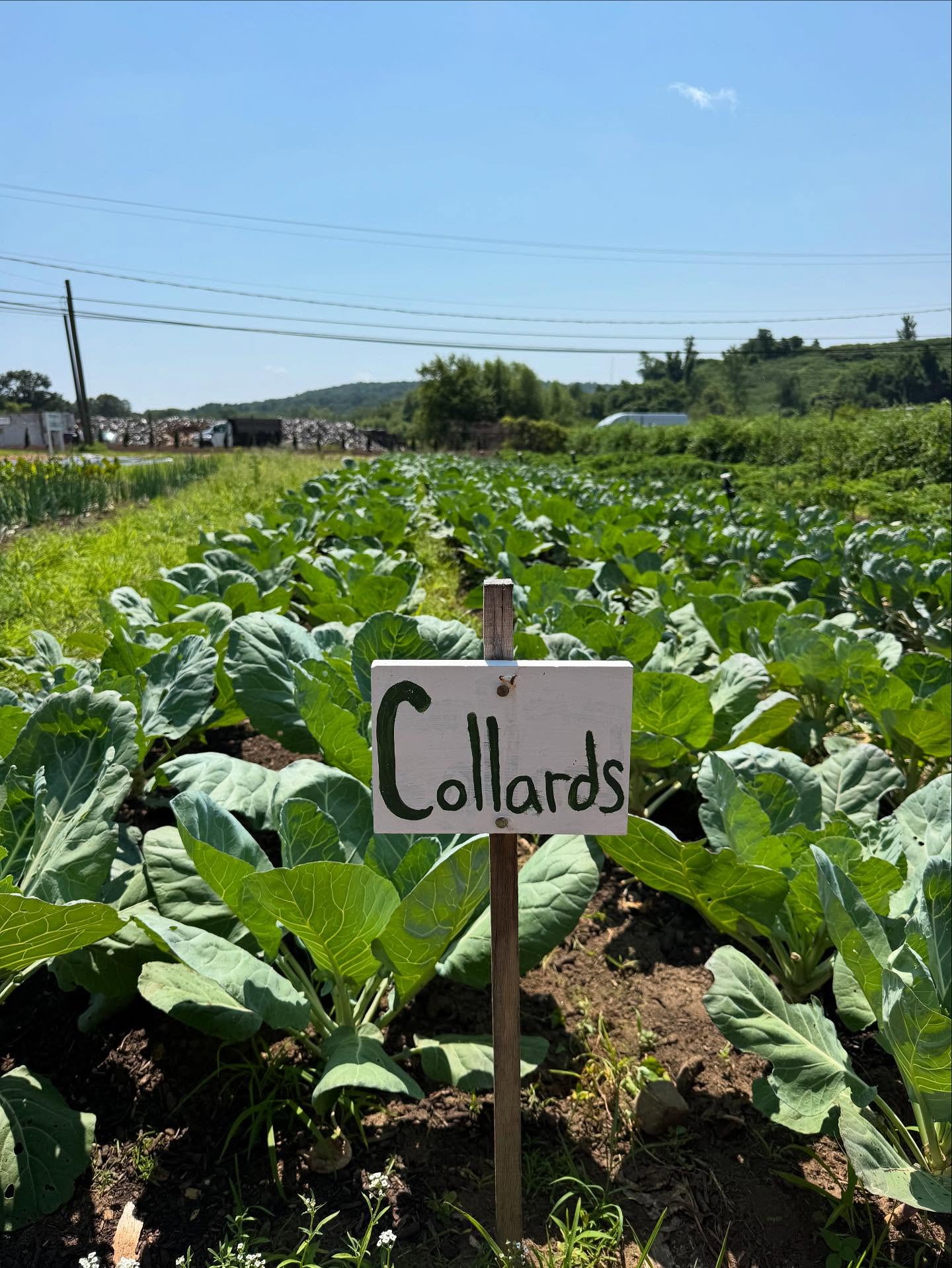 biodegradable mulch garden