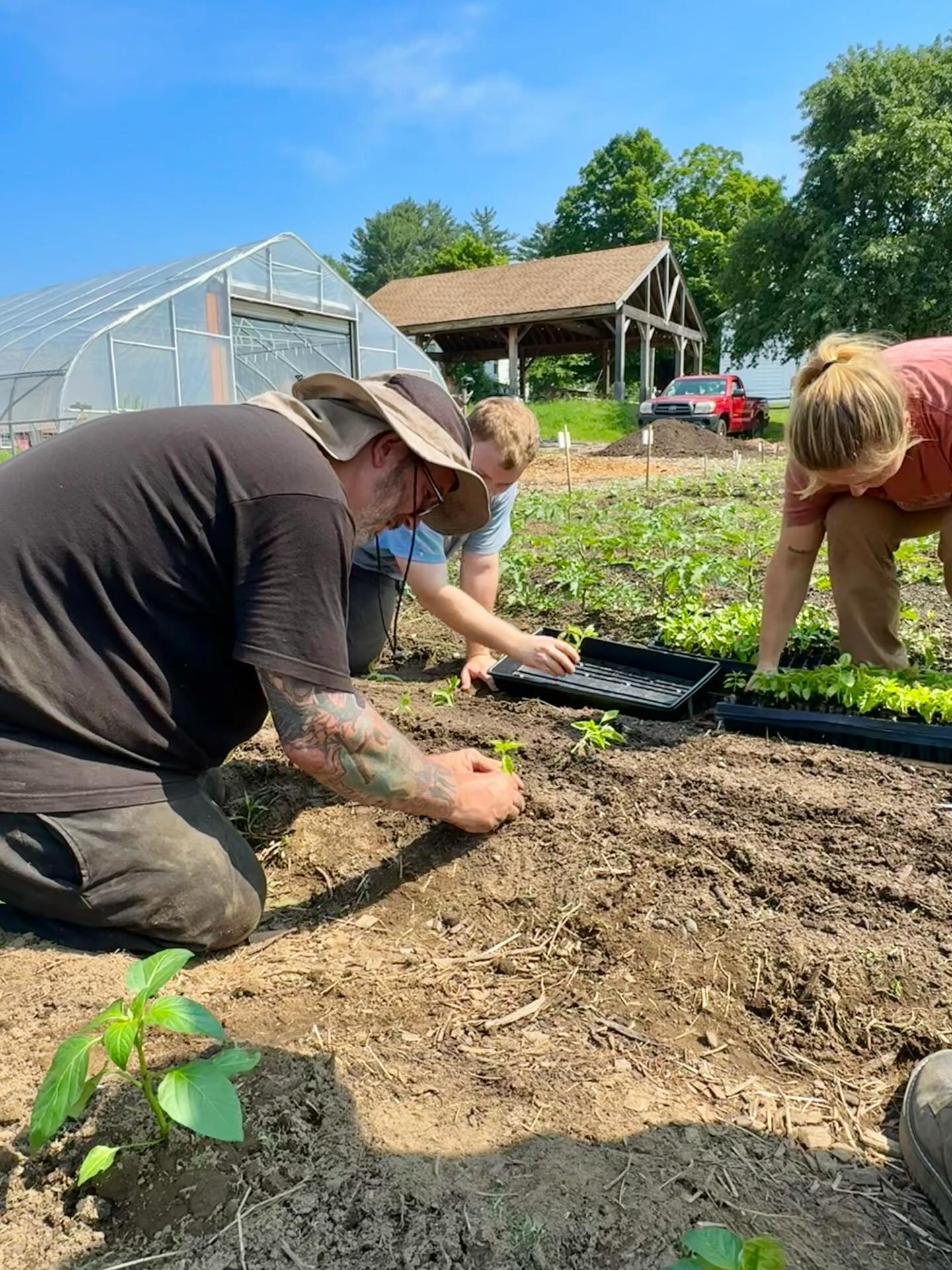 sheet mulch planting