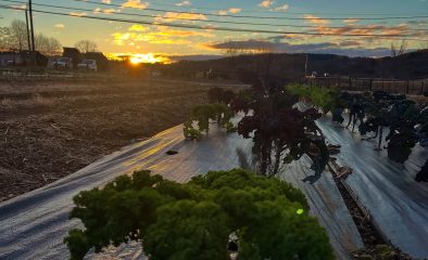 How to Grow Your Own Food at Home