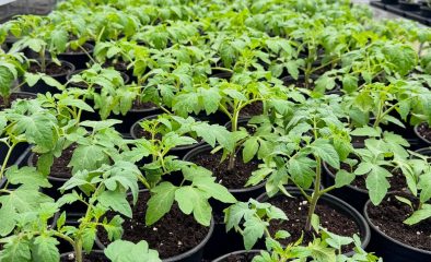 Tomato “Spicy Compost” Trial: How Regenerative Soil Outperforms Synthetic Fertilizer