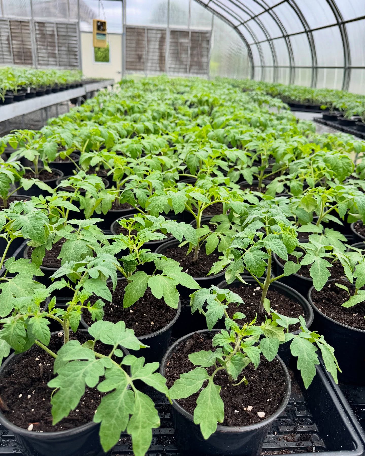 tomato farming using spicy compost