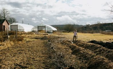 Wood Chips vs. Bark Mulch: Which One Actually Builds Soil Health?