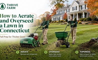 How to Aerate and Overseed a Lawn in Connecticut: Fall Prep for Thicker Grass